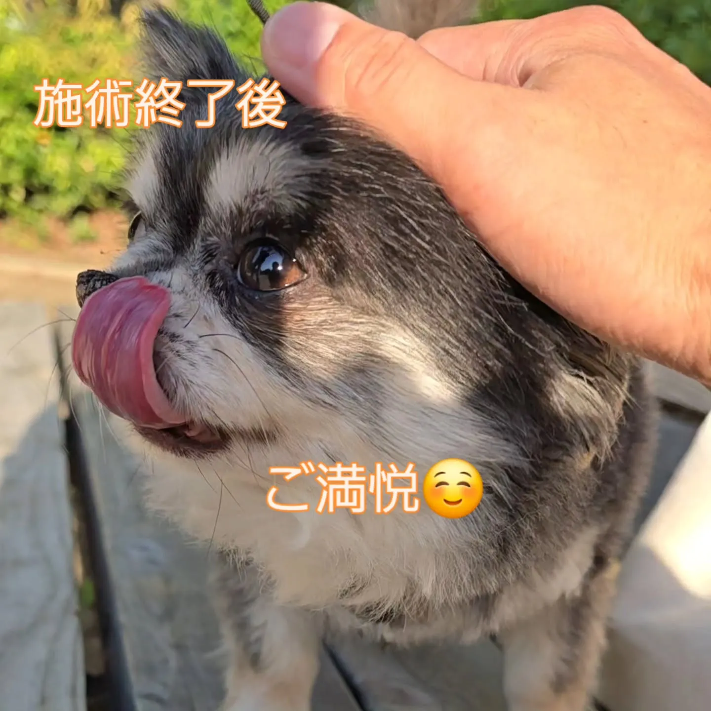 ペット整体～🎵