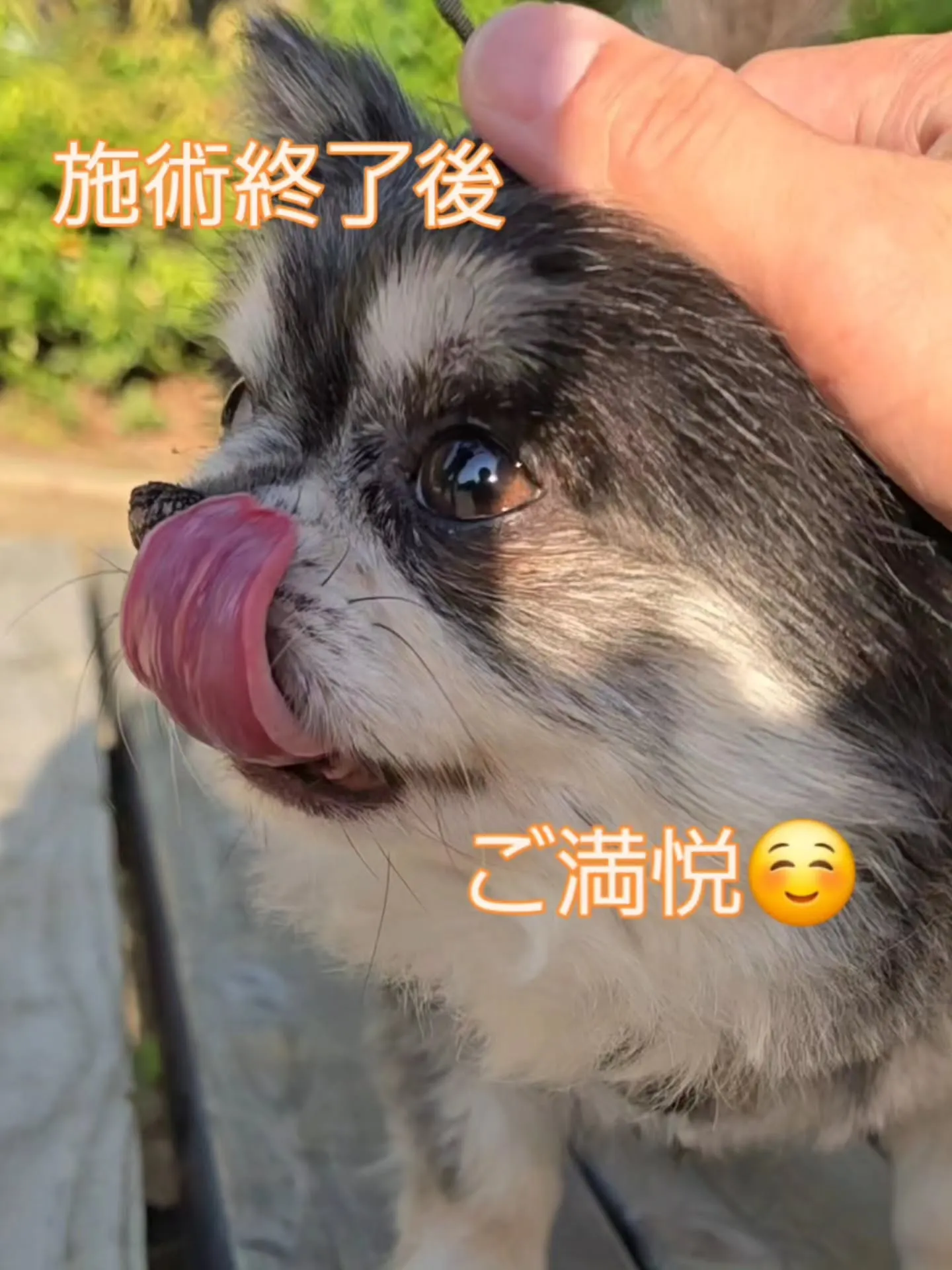 ペット整体🐕️